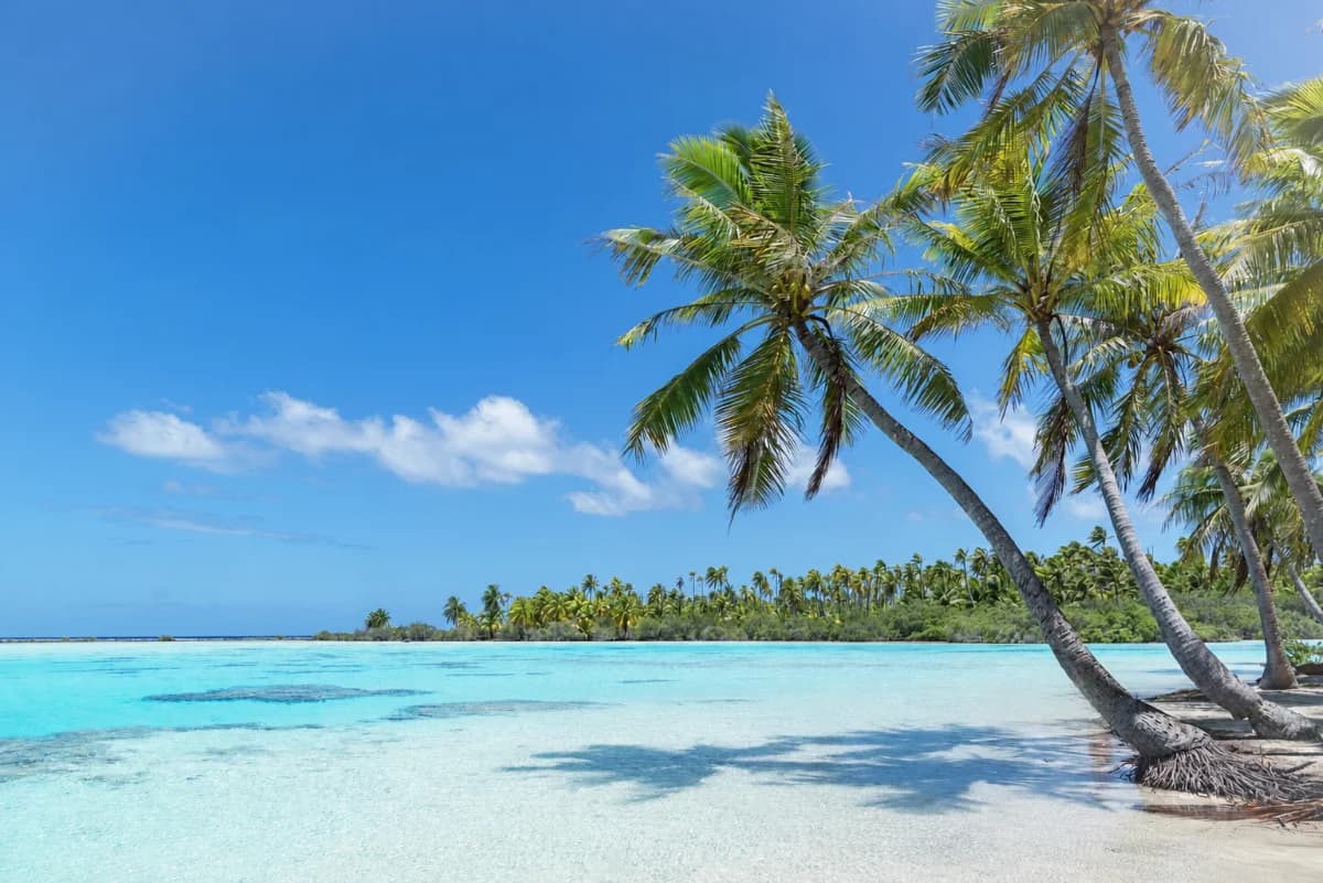 Palm trees leaning over a turquoise lagoon on a sunlit tropical shore