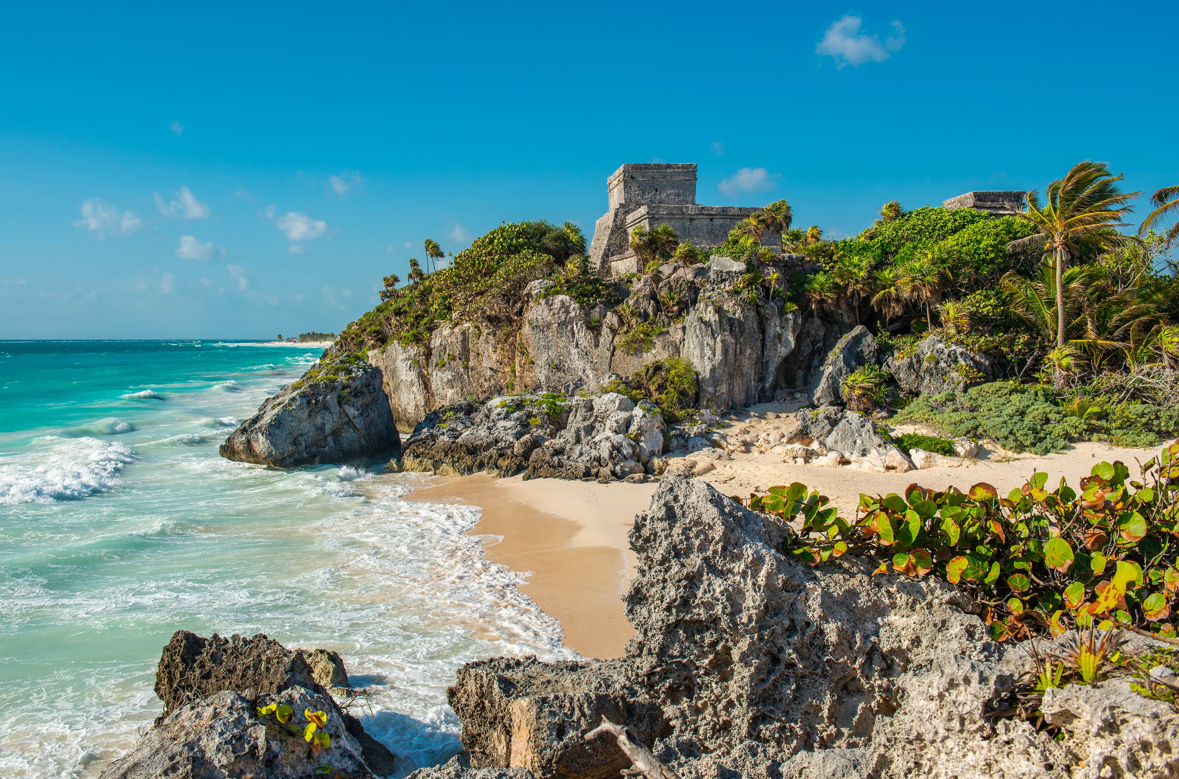 A leaning palm on a limestone cliff above turquoise Caribbean water, Riviera Maya, Mexico