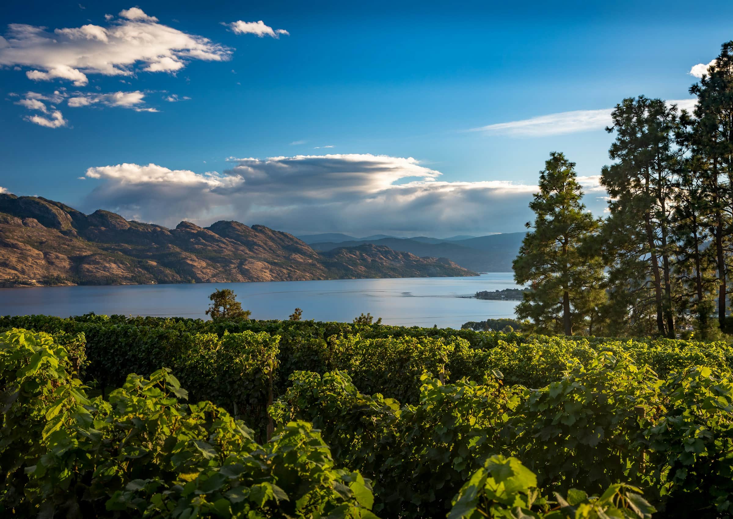 Vineyard rows above Okanagan Lake and the dry hills beyond, Kelowna, British Columbia